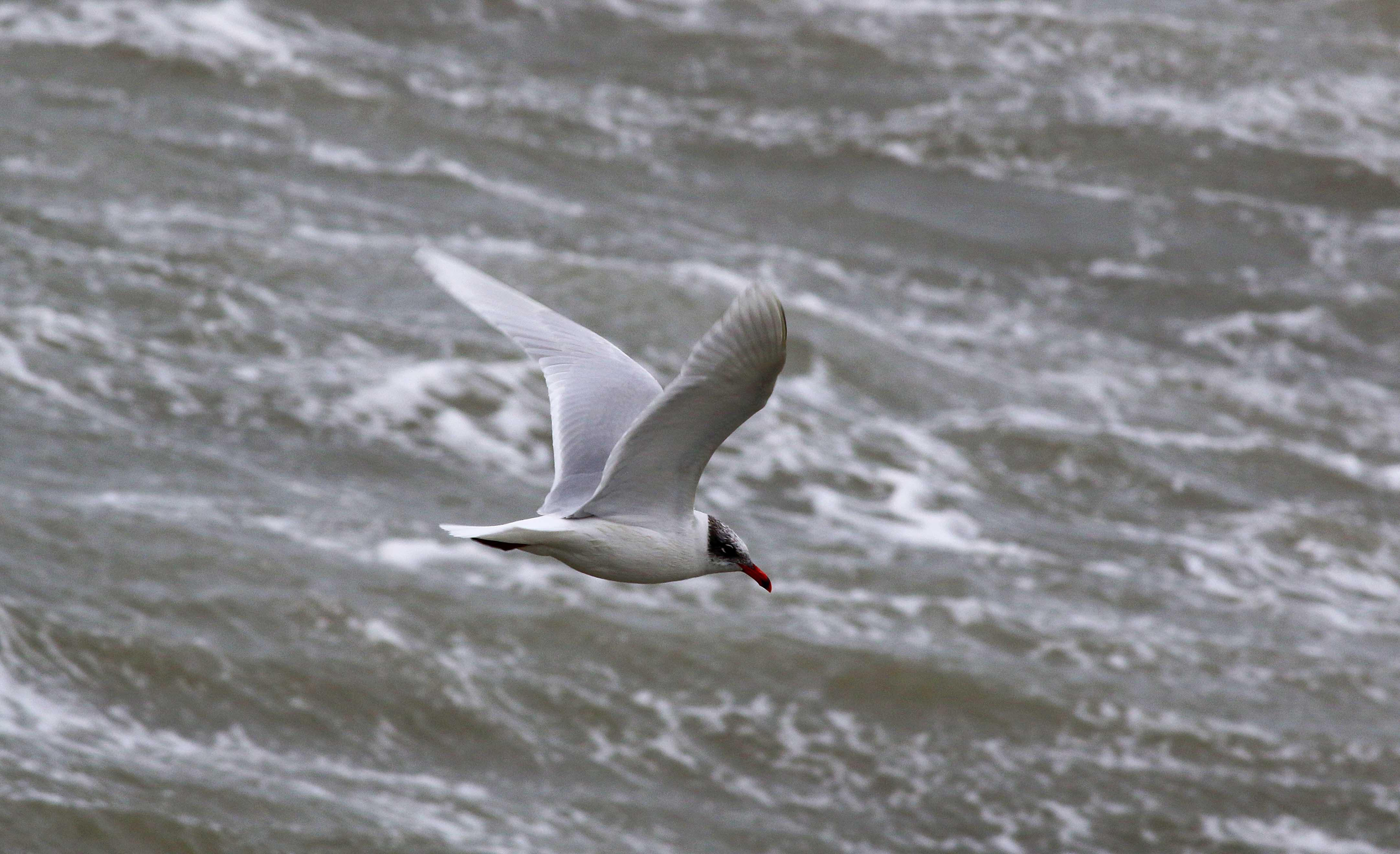 Black-headed Gull